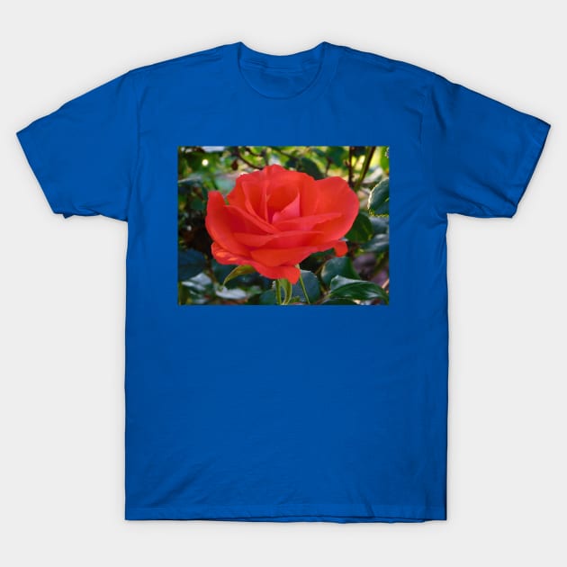 Red rose T-Shirt by FriendlyComputerHelp